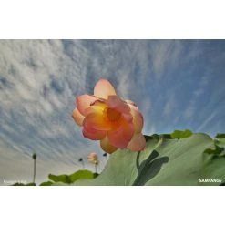 Samyang 14mm T3.1 ED AS IF UMC II - Monture Nikon -Boutique KODAK PIXPRO 61spvxgwm9l sl1000