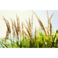 Samyang 50mm T1.5 AS UMC - Monture Nikon -Boutique KODAK PIXPRO 61zxwhqaocl sl1000